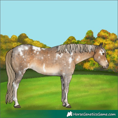 Horse Color:White Spotted Chocolate Palomino 