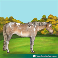 Horse Color:White Spotted Chocolate Palomino 