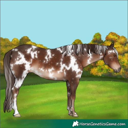 Horse Color:White Spotted Liver Chestnut