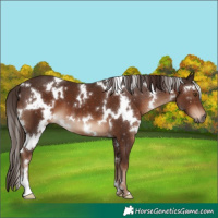 Horse Color:White Spotted Liver Chestnut 