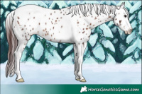 Horse Color:Chocolate Brown Splash Tobiano Appaloosa 
