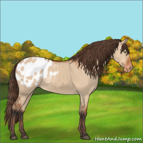 Horse Color:Bay Dun Sabino Blanket Rabicano