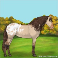 Horse Color:Bay Dun Sabino Blanket Rabicano 
