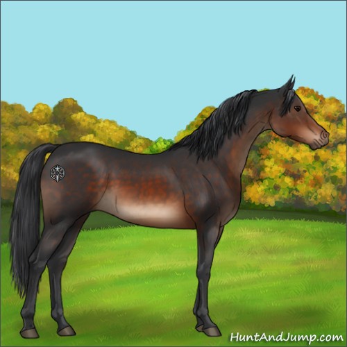 Horse Color:Brown 