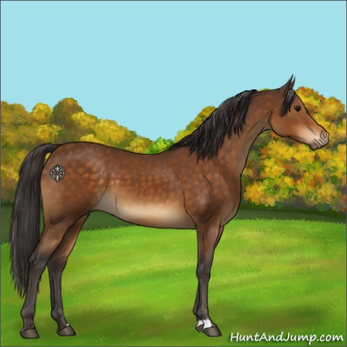 Horse Color:Buckskin 
