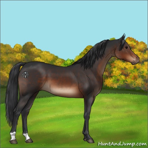 Horse Color:Brown 