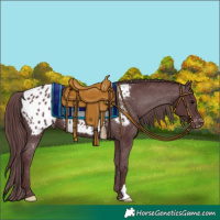 Horse Color:Chocolate Black Appaloosa 