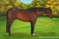 Horse Color:Bay Rabicano 