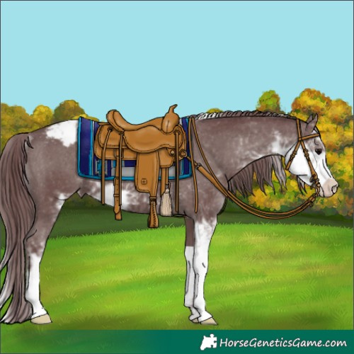 Horse Color:Chocolate Black Sabino Appaloosa Rabicano 