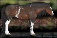 Horse Color:White Spotted Liver Chestnut 