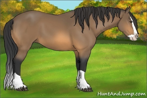 Horse Color:Buckskin Splash 