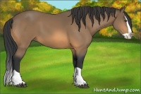 Horse Color:Buckskin Splash