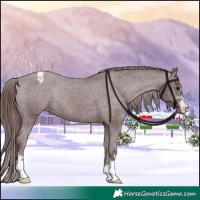 Horse Color:Chocolate Black Appaloosa Rabicano 