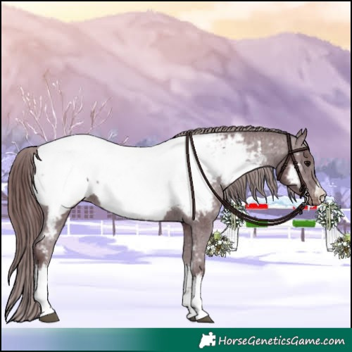 Horse Color:White Spotted Chocolate Black Appaloosa Rabicano 