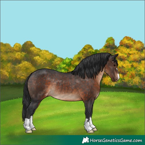 Horse Color:Brown Appaloosa Rabicano 