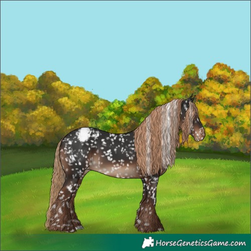 Horse Color:Liver Chestnut Appaloosa 