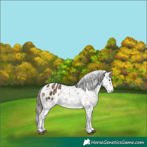 Horse Color:Liver Red Dun Snowflake Varnish Rabicano
