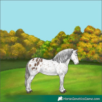 Horse Color:Liver Red Dun Snowflake Varnish Rabicano 