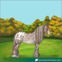 Horse Color:Liver Red Dun Appaloosa 