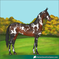 Horse Color:White Spotted Brown Appaloosa 
