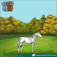 Horse Color:Gray Brown Dun Rabicano