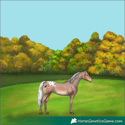Horse Color:Silver Brown Appaloosa 