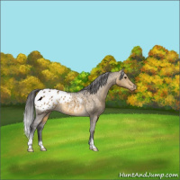 Horse Color:Buckskin Dun Appaloosa 