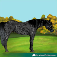 Horse Color:ERROR: UNKNOWN ANOMALY