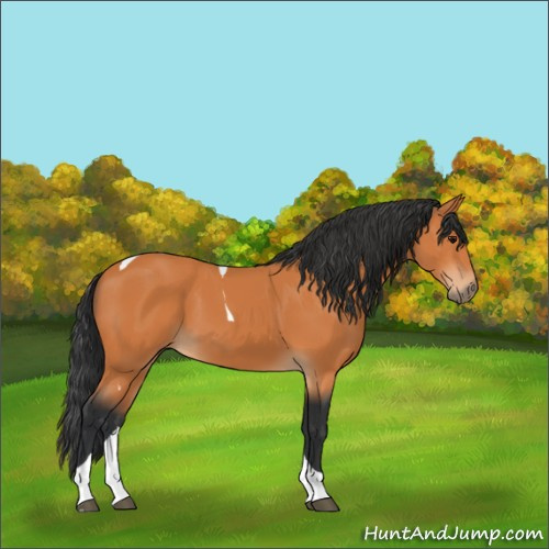 Horse Color:Bay Tobiano 