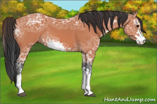 Horse Color:Bay Ice Sabino 