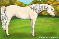Horse Color:Palomino Ice Roan 