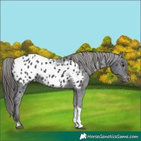 Horse Color:Black Sabino Tobiano Appaloosa 