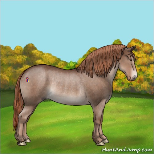 Horse Color:Liver Chestnut Rabicano