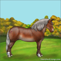 Horse Color:Silver Bay 