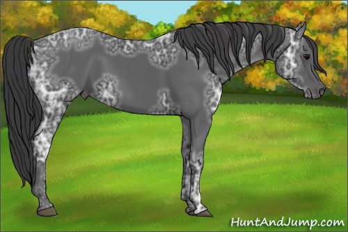 Horse Color:Black Ice Sabino 