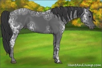 Horse Color:Black Ice Sabino
