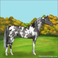 Horse Color:White Spotted Black Varnish Rabicano