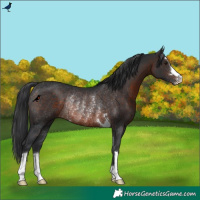 Horse Color:Brown Rabicano 