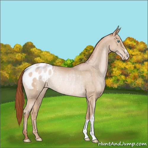 Horse Color:Buckskin Snowdrop Blanket Rabicano 