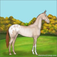 Horse Color:Buckskin Snowdrop Blanket Rabicano 