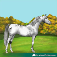 Horse Color:Gray White Spotted Black Varnish 