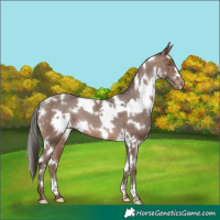 Horse Color:White Spotted Sable Champagne Varnish 