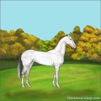 Horse Color:White Spotted Sable Champagne Varnish Rabicano 