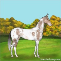 Horse Color:White Spotted Sable Champagne Tobiano Varnish 