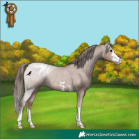 Horse Color:Classic Champagne Appaloosa Rabicano 