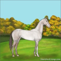 Horse Color:Classic Champagne Appaloosa 