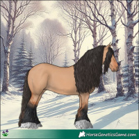 Horse Color:Bay Dun 
