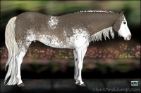 Horse Color:White Spotted Chocolate Palomino Splash 