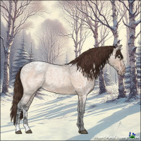 Horse Color:Bay Ice Roan Dun Appaloosa 