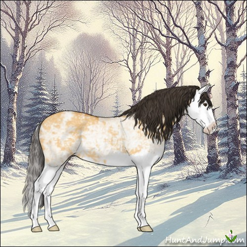 Horse Color:Buckskin Ice Dun Splash Rabicano 